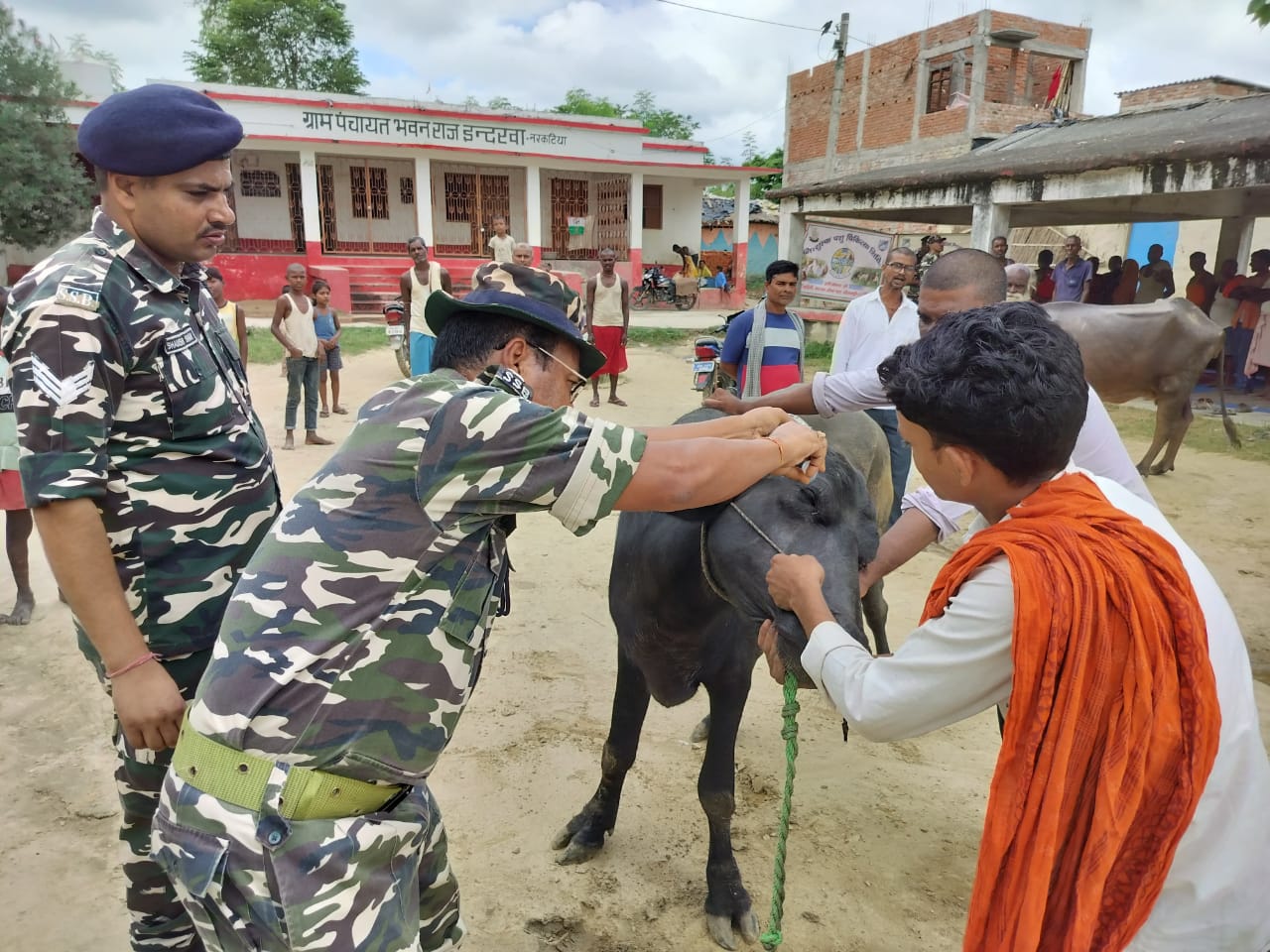 पशुओं को बिमारियों से बचाव को लेकर एसएसबी जवानों ने कैंप लगाकर मुफ़्त इलाज़ किया